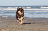 CHIEN FINNOIS DE LAPONIE 051